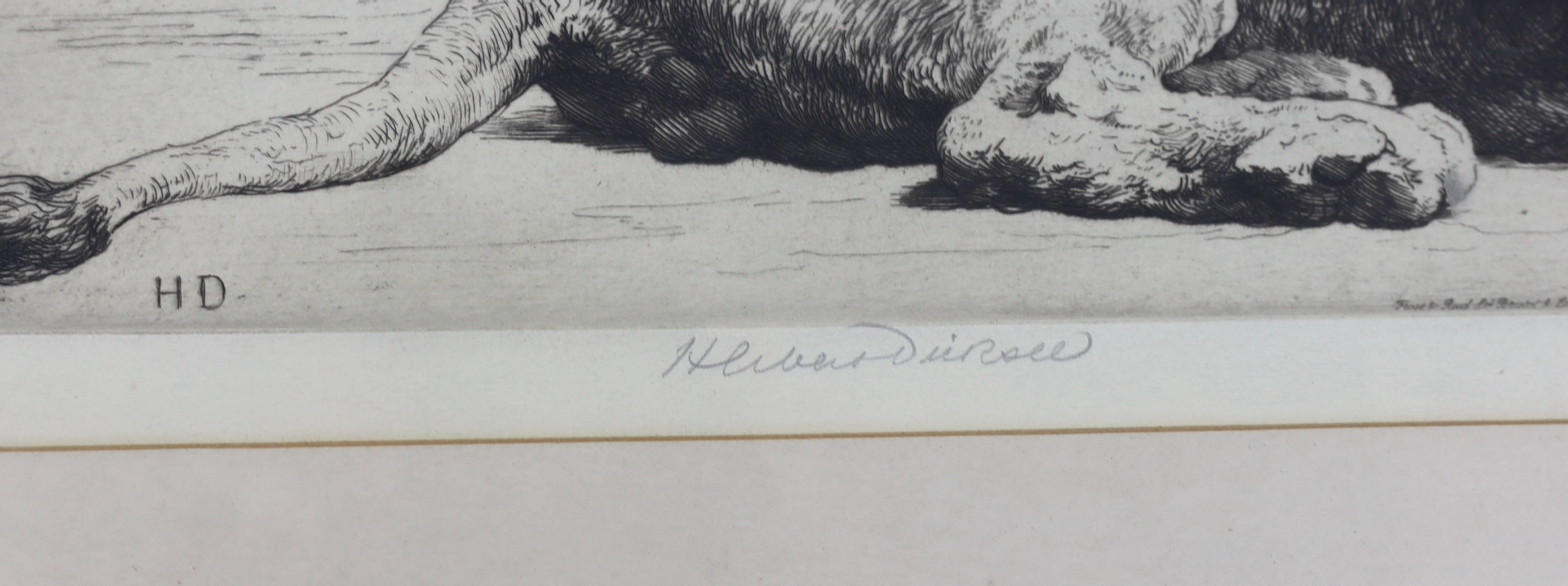 Herbert Dicksee (1862-1942), etching, Study of a Lion, signed in pencil, one of 150 signed proofs, publ. 1915, 20 x 50cm